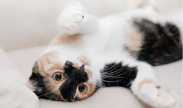 猫咪在线视频,猫咪在线视频盘点