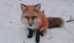 狐狸视频在线观看,探索奇幻动物世界的精彩瞬间